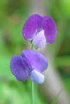 Everlasting Pea