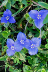 Ohio Spiderwort