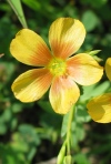 Stiff-Stem Flax