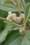 Woolly Croton