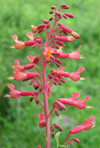 Red Buckeye