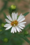 Texas Aster