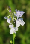 Texas Vervain