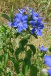 Blue Waterleaf