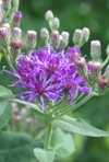 Western Ironweed