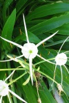 Spider Lilly