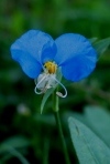 Whitemouth Dayflower