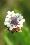 Texas Frog-Fruit