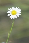 Spiny Aster