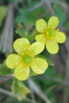 Creeping Buttercup