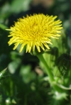 Common Sow Thistle