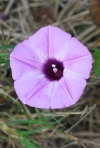 Coastal Morning Glory