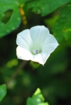 Coastal Morning Glory