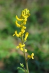 Southern Corydalis