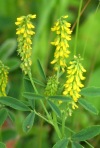 Sweet Yellow Clover