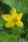 Texas Yellow Star