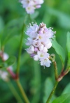 Curl-Top Smartweed