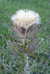 Yellow Thistle