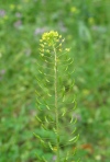 Tansy Mustard